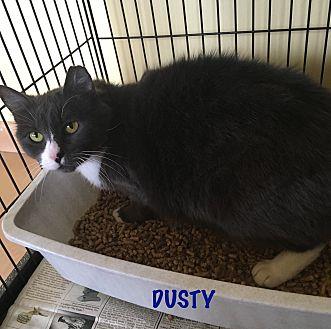 Dusty (21420885)