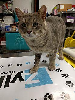 Jerry @ Pets (21617663)
