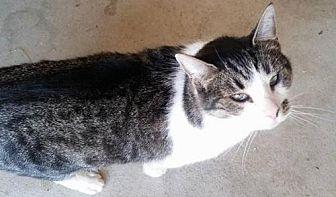 Edger (19608751)