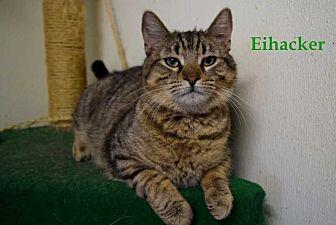 Eichacker (19478601)