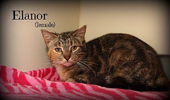 Elanor (21208803)