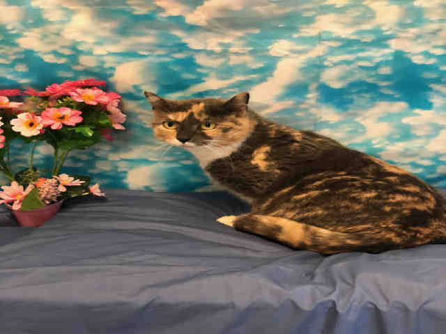 ELSA (A137095)