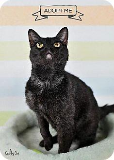 Elvis (16664300)