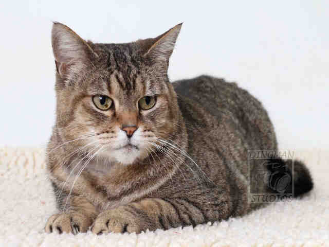 EUBIE (UB) (A046854)