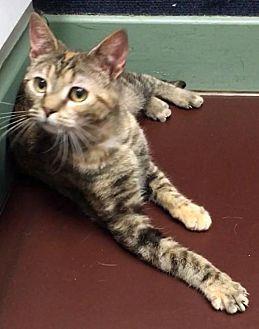 Felicity (21521345)