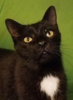 Felix (13586727)