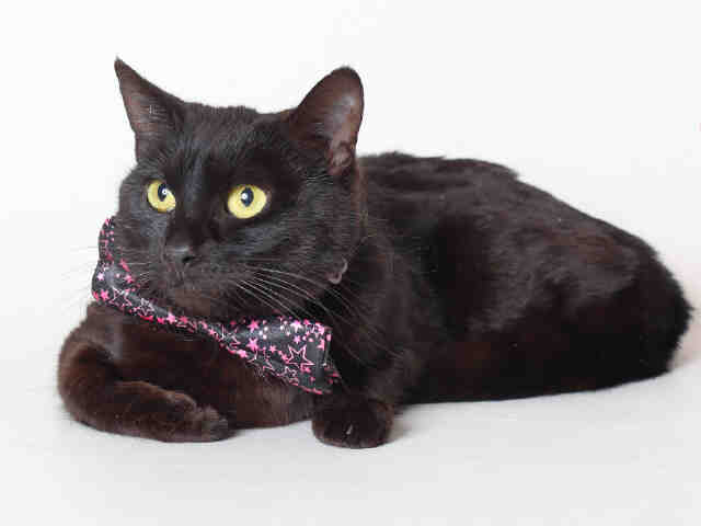 FETA (A120828)