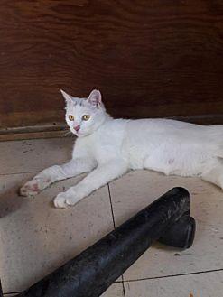 Fifi (20308845)