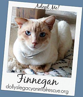 FINNEGAN (21418824)
