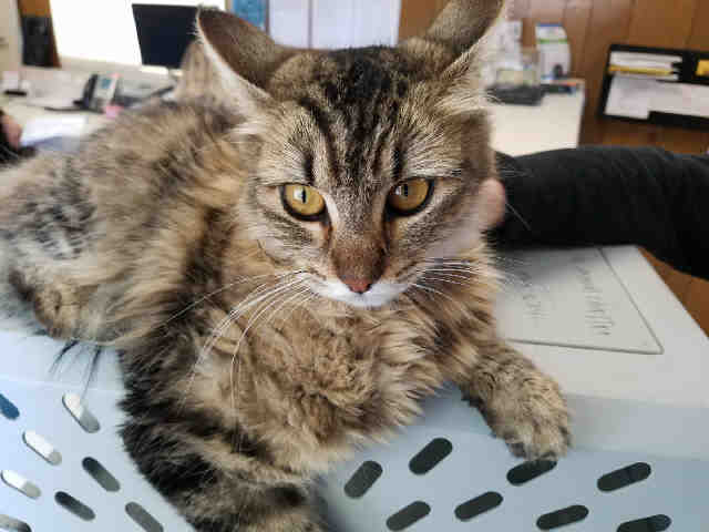 FIONA (A007542)