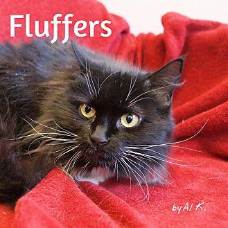 Fluffers (21314585)