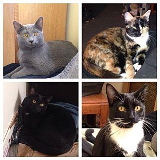 Four Kittens (21426182)