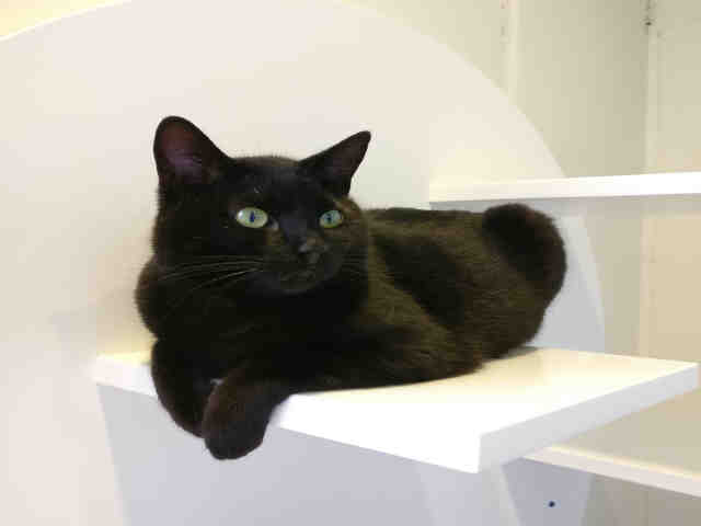 FRANKIE (A1077341)