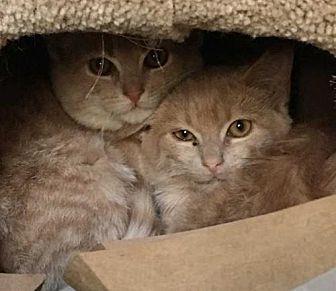 Frankie & Jo (21426172)