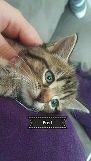 FREDA (18379905)