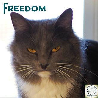 Freedom (17151332)