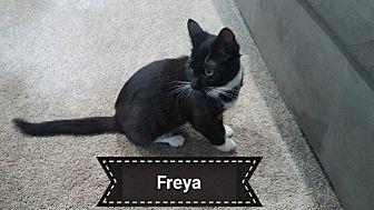 FREYA (18379908)