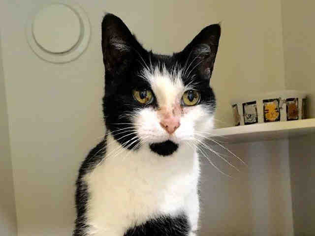FRISKIE (A041893)