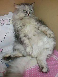 Frisky Silve (21386581)