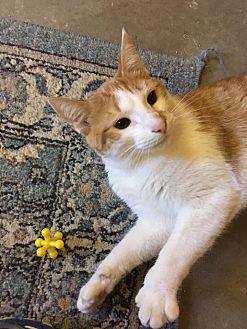 Frito (21480867)