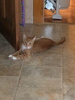 Garfield (18296420)