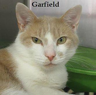 Garfield: FI (19958962)