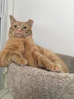 Garfield/dog (12914359)
