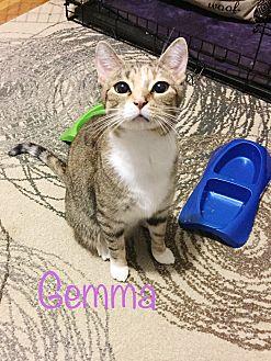 Gemma (21523779)