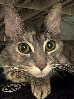 Georgie (21601078)