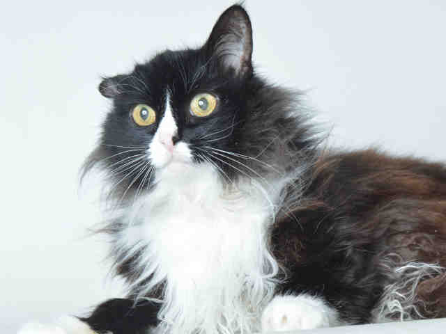 GERTRUDE (A169850)