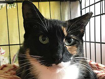 Ginger (21278258)