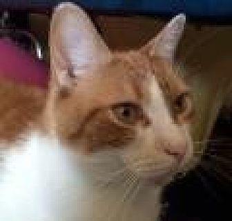 Ginger Boy (14769187)
