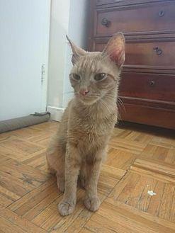 Ginger Dani (21396512)