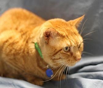 Ginger Joe (11827226)