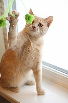 Ginger/ play (14705303)
