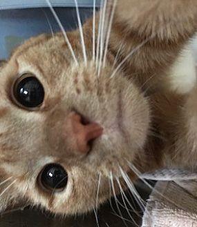 Ginger-Urgen (13164035)