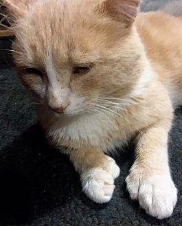 Gingersnap (20684825)