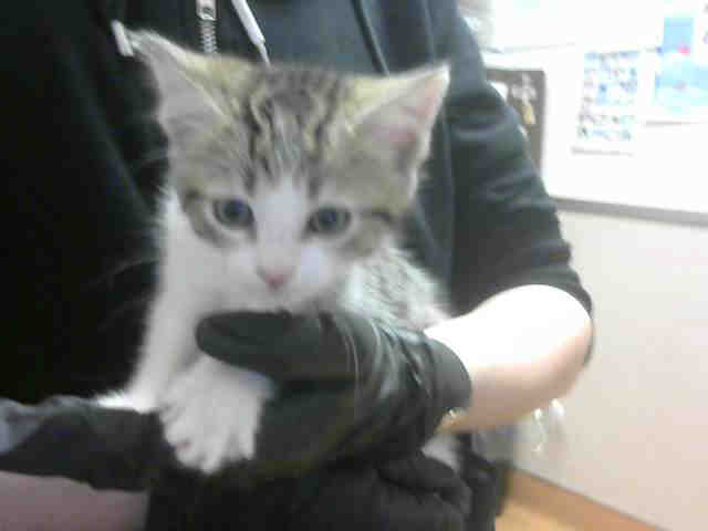 GIZMO (A0911992)