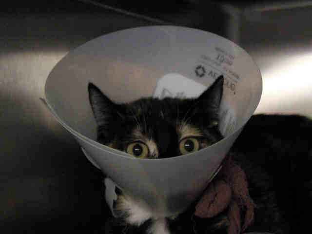 GIZMO (A266101)