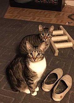 Gizmo & Stri (21522502)