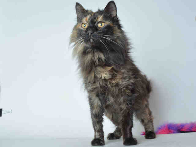 GLENDA (A169616)