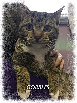 Gobbles (21574131)