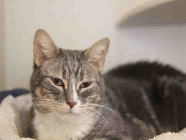 GORDA (A042888)