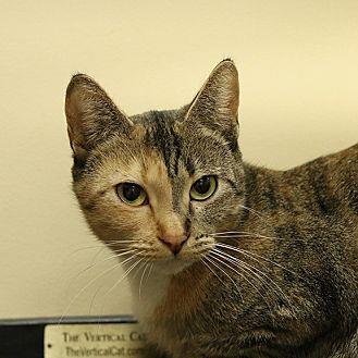 Gorgeous Geo (20815484)