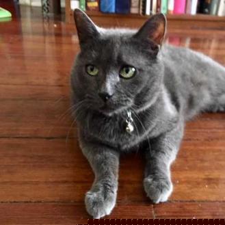 Gracie (20114058)