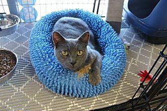 Gracie (21361326)