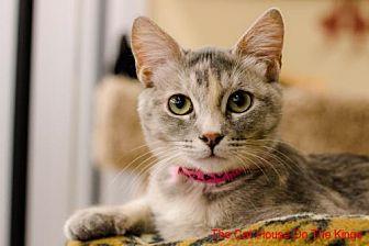 Gracie (21604941)