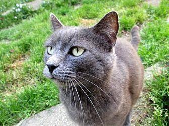 Grayson (17560679)