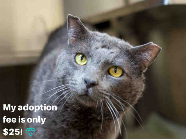 GRAYSON (A0909791)