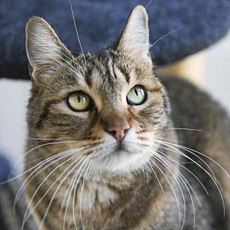 Gypsy (20518088)